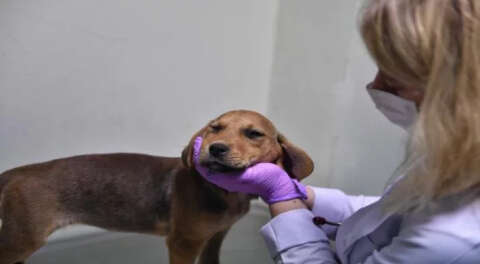 Osmanlı döneminde kurulan hastane, 200 yıldır hayvanlara şifa oluyor