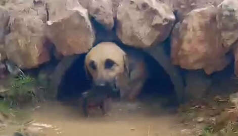 Su tahliye borusunda mahsur kalan köpek ve 5 yavrusu kurtarıldı