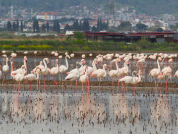 Söke Ovası'nda suyla dolan tarlalar, gelen flamingolarla renklendi
