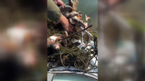 Sapanca Gölü'nde balıkçılar, 'hayalet' ağlara takılmış binlerce ölü balık buldu