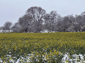 Trakya'nın 'sarı altın çiçeği' kanola tarlaları, nisan karıyla beyaza büründü