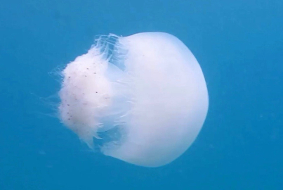 Profesörden 'denizanası' uyarısı