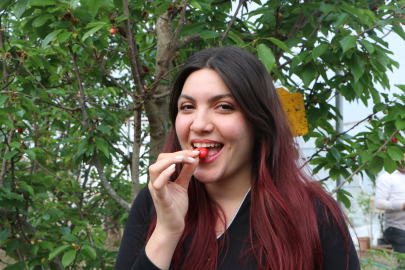 Kiraz Çukurova'ya alternatif ürün oldu; dondan yüzde 30 etkilendi