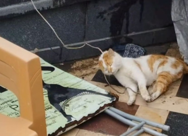 Cami avlusunda iple boğulmuş kedi bulundu