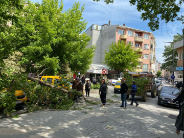 Çanakkale'de kırılan ağaç dalı, 3 otomobile zarar verdi