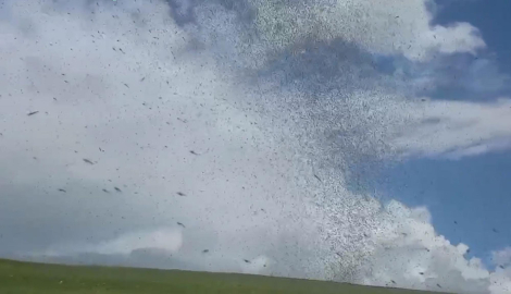 Çıldır Gölü çevresinde 'yeşil sinek' istilası