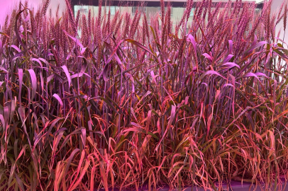 PalmGrain Technologies, FasterCapital ile Stratejik Ortaklık Anlaşması İmzaladı