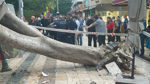 Antalya’da ağaç 5 otomobilin üzerine devrlidi