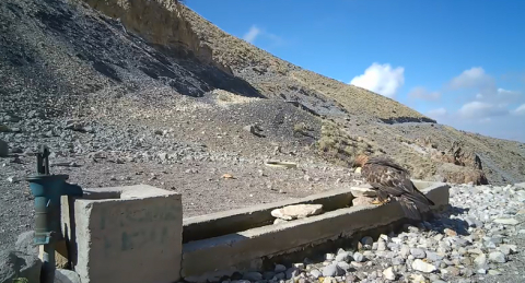 Aksaray'da yaban hayvanları kameraya yansıdı