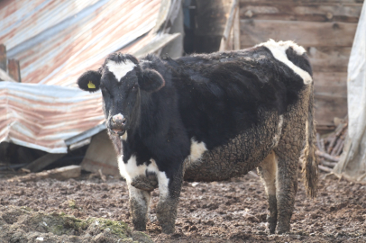 Bolu’da 18 köy ve 4 mahallede şap karantinası