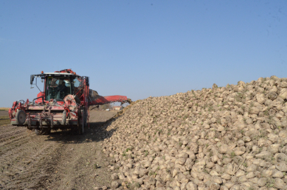 Pancar üreticisi fiyattan memnun