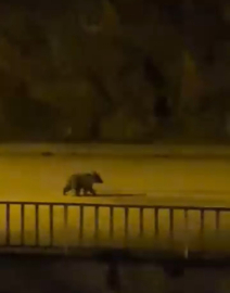 Caddede yavru bozayı görüntülendi