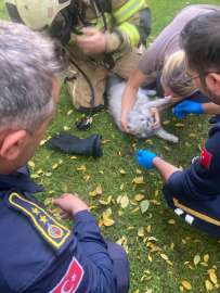 Villadaki yangında mahsur kalan kediyi itfaiye kurtardı