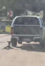 Milas'ta kamyonete bağlanarak sürüklenen köpek öldü; 2 gözaltı