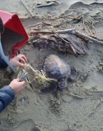 Misina ve ipe dolanan caretta carettayı vatandaşlar kurtardı