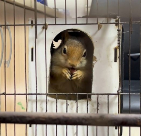 DKMP: İş yerinde tutulan sincaba el konuldu