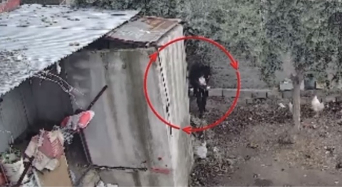 Osmaniye’de kümeslerden tavuk çalan şüpheli tutuklandı; hırsızlık anı kamerada