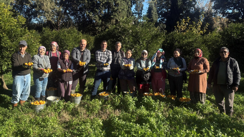 Bodrum mandalinası bahçede 15-20, manavlarda 100 liradan satılıyor
