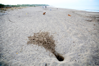 Her 10 caretta yuvasından 1'i tahrip oldu; en büyük sebep tatilcilerin bıraktığı köpekler