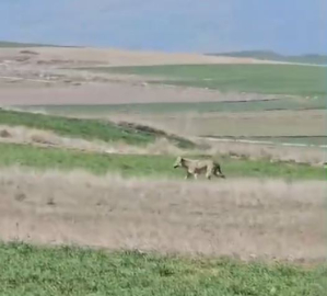 Tarlanın etrafında dolaşan kurt kamerada