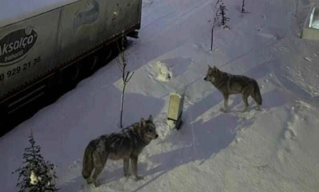 Gaziantep'te aç kalan kurtlar mahalleye indi