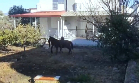 Aydın'da aç kalan yılkı atları, şehir merkezine indi