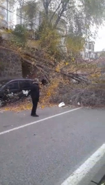 Samsun'da fırtına; ağaçlar devrildi