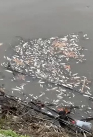 Yeşilırmak'ta balık ölümleri görüldü