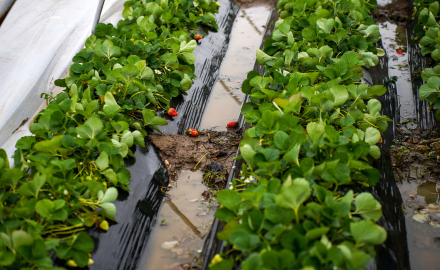 Antalya'da peş peşe hortumlar; seralar yıkıldı, çatılar uçtu / Ek fotoğraflar