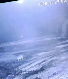 Sisli havada köye inen kurt, ağıldaki 200 koyunu öldürdü