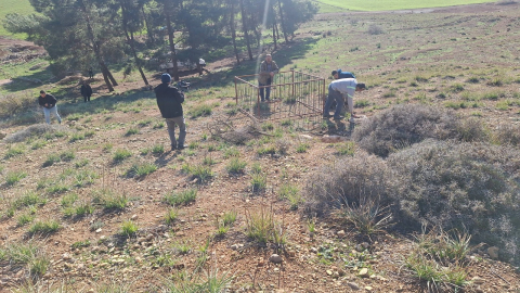Dağ ceylanı, çizgili sırtlan ve kurt aynı habitatı paylaşıyor