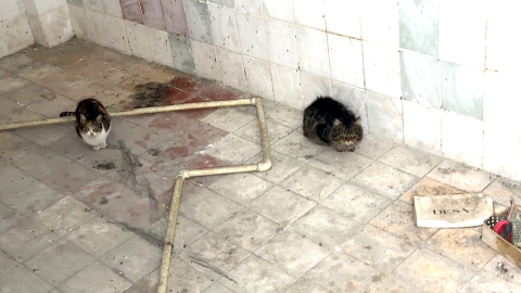 İstanbul - Avcılar'da havalandırma boşluğuna düşen kedileri itfaiye kurtardı