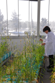 Eksi 21 derece kışa dayanıklı tohum çeşitleri geliştiriyorlar / Ek fotoğraflar