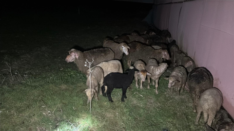 Tekirdağ'da çiftlik yangınında, 60 küçükbaş öldü