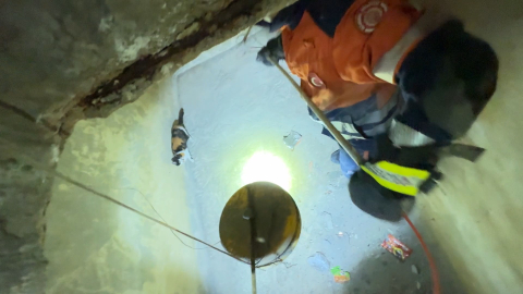 İstanbul- Avcılar’da binanın su deposuna düşen kedi kurtarıldı