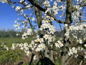 Meyve ağaçları çiçek açtı, çiftçi zirai dondan endişeli
