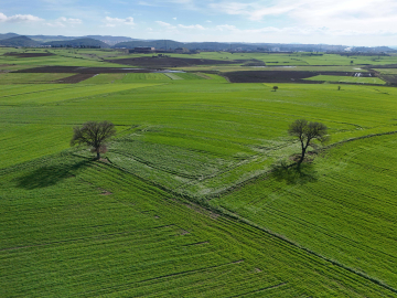 Edirne'de yağışların ardından doğru tarım uygulamalarıyla yüksek rekolte bekleniyor