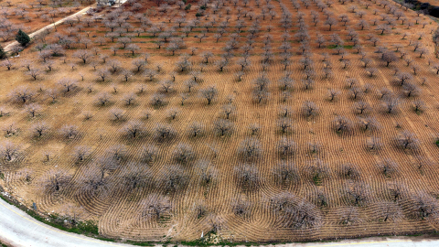 Metrekareye 413 kilogram yağış düşen Gaziantep’te ‘yeşil altın’ için yüksek rekolte beklentisi