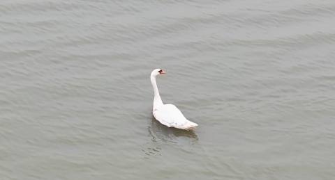 Ankara’da tedavi edilen kuğu, Edirne’de doğaya bırakıldı (2)