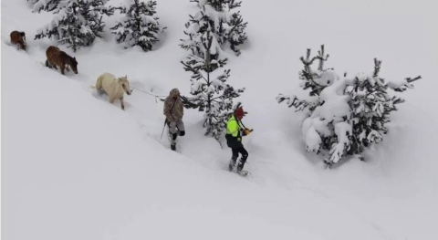 Karda mahsur kalan hayvanları köyün gençleri kurtardı