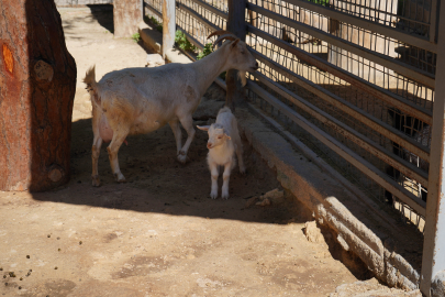 Mini hayvanat bahçesinde yavru sevinci