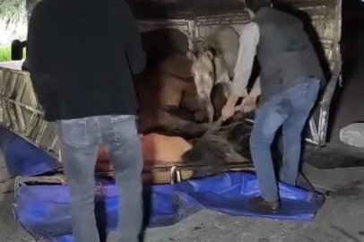 Devrilen kamyonetin kasasındaki eşekler yaralandı