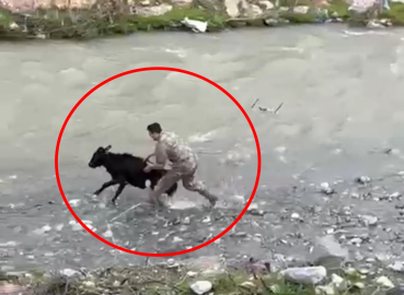 Sahibinden kaçan buzağıyı polis memuru yakaladı; o anlar kamerada