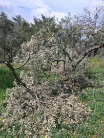 Aydın'da 700 incir ve zeytin ağacı kesildi