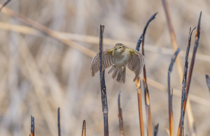 İskandinav yarımadasından göçen çıvgın kuşu, Diyarbakır’da görüntülendi
