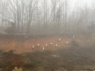 Göç yolundaki leylekler, yoğun sis nedeniyle Kırklareli'nde kara yolu kenarına indi