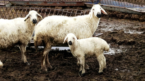 80 bin lira maaşla çalıştıracak çoban bulamıyorlar/Ek fotoğraflar