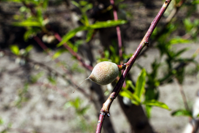 Ağır kış şartlarına karşın Çukurova'da sert çekirdekli meyveler olgunlaştı