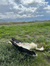 Göç yolundaki 5 leylek tüfekle vuruldu