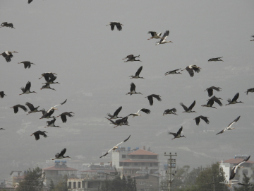 Göç yolundaki Hatay'da mola veren leylekler, sulak alanlar ve gökyüzünü kapladı